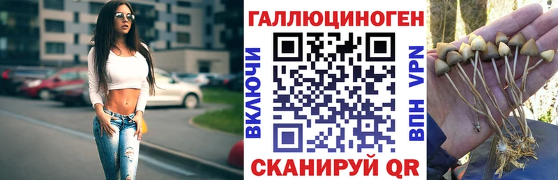 Галлюциногенные грибы Psilocybine cubensis  Аксай 